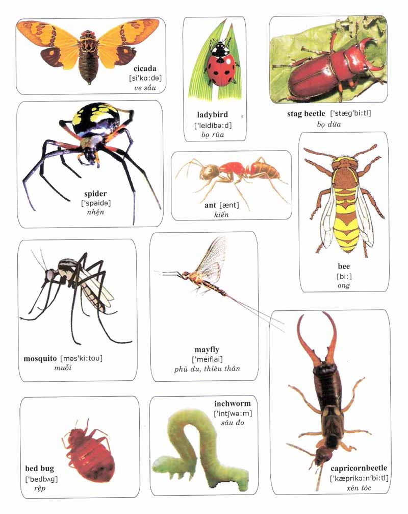 Diệt côn trùng: Bạn đã bao giờ tò mò về cách diệt côn trùng một cách hiệu quả chưa? Trang web của chúng tôi giới thiệu cho bạn các phương pháp diệt côn trùng an toàn và hiệu quả với các hình ảnh minh họa sinh động. Hãy xem và tìm hiểu thêm về cách bảo vệ sở hữu của bạn khỏi côn trùng có hại.