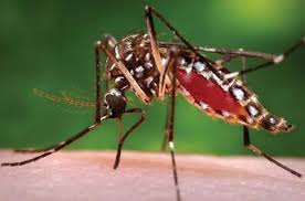 Dịch Vụ Diệt Muỗi Tại Quận Bình Thạnh