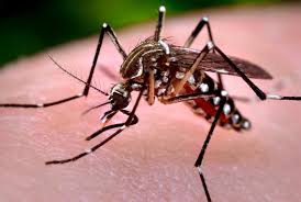 Muỗi Aedes