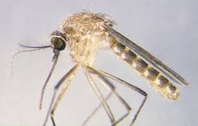 Muỗi Culex quinquefasciatus