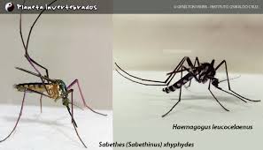 Muỗi Haemagogus & Sabethes